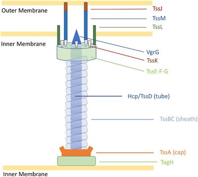 Bioinformatic Analysis of the Campylobacter jejuni Type VI Secretion System and Effector Prediction